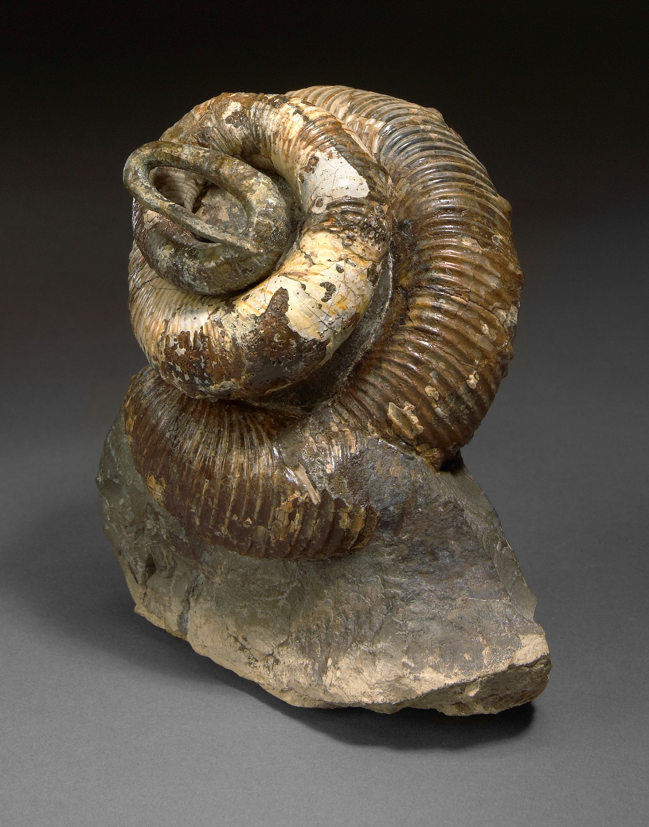 Exquisite Heteromorph Ammonite