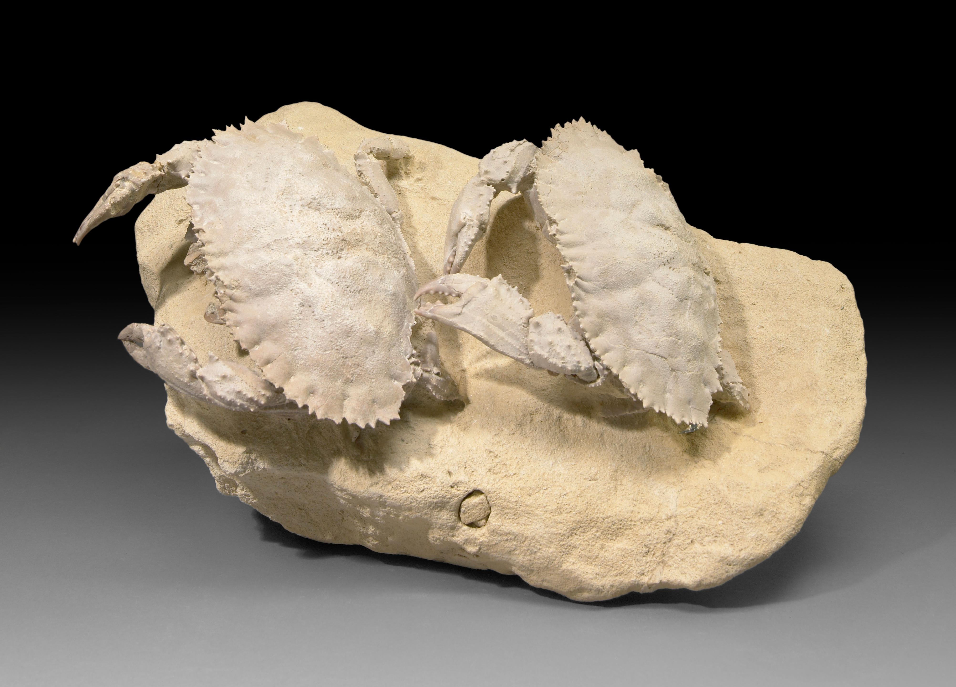 Double Fossil Crabs
