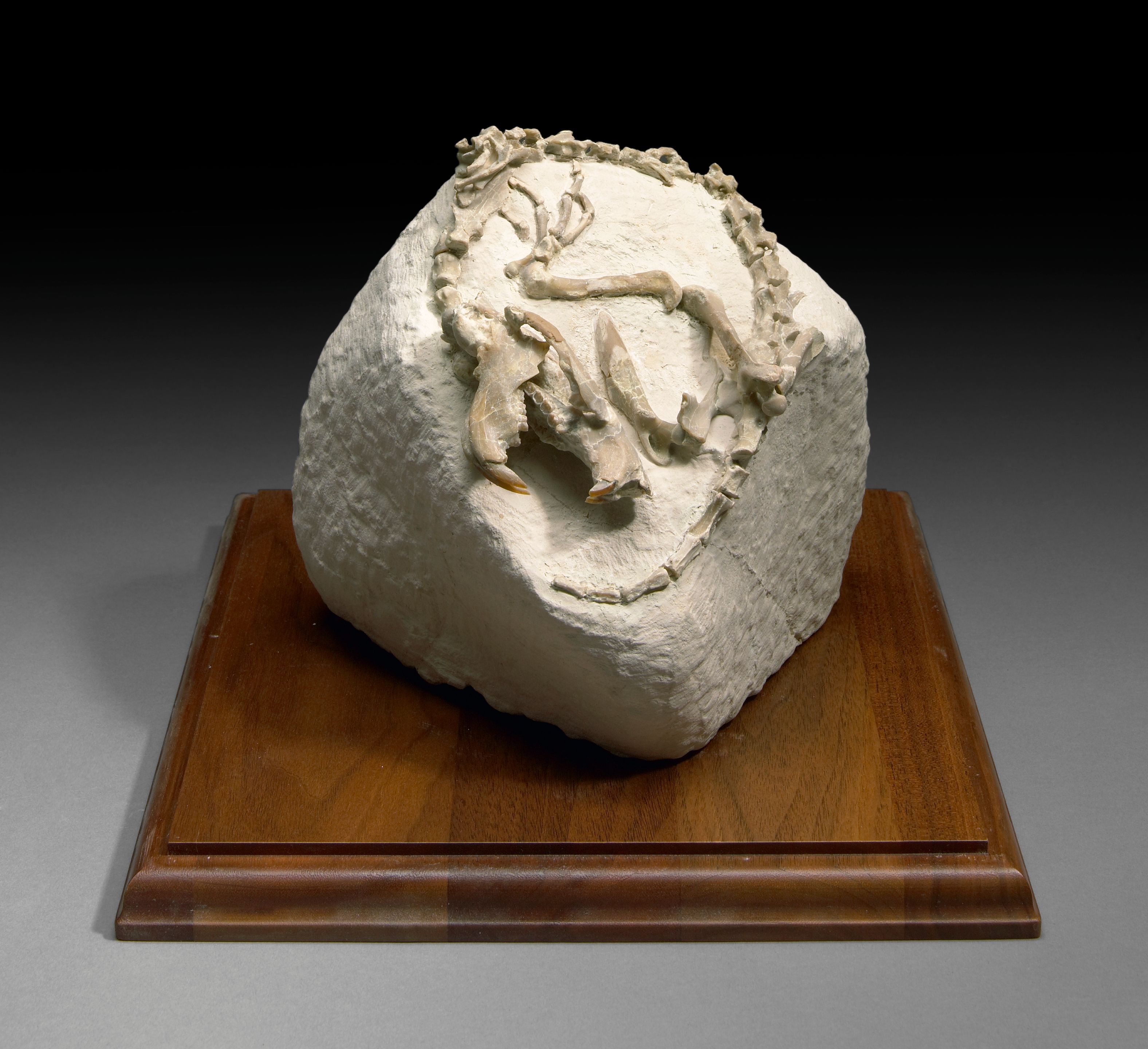 Oligocene Rabbit