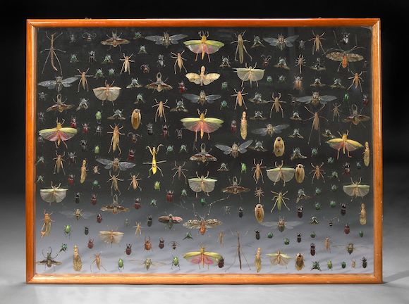 Bonhams : Massive Insect Collection