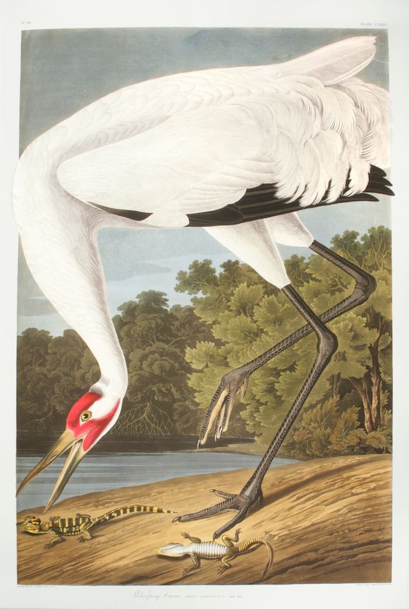 Bonhams AUDUBON, JOHN JAMES. 17851851. Audubon's Fifty Best Birds of America. Chicago