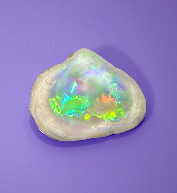 Bonhams Opalized Clam Shell
