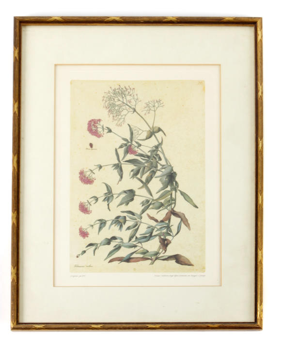 Bonhams : A pair of botanical prints, J.Ligozzi