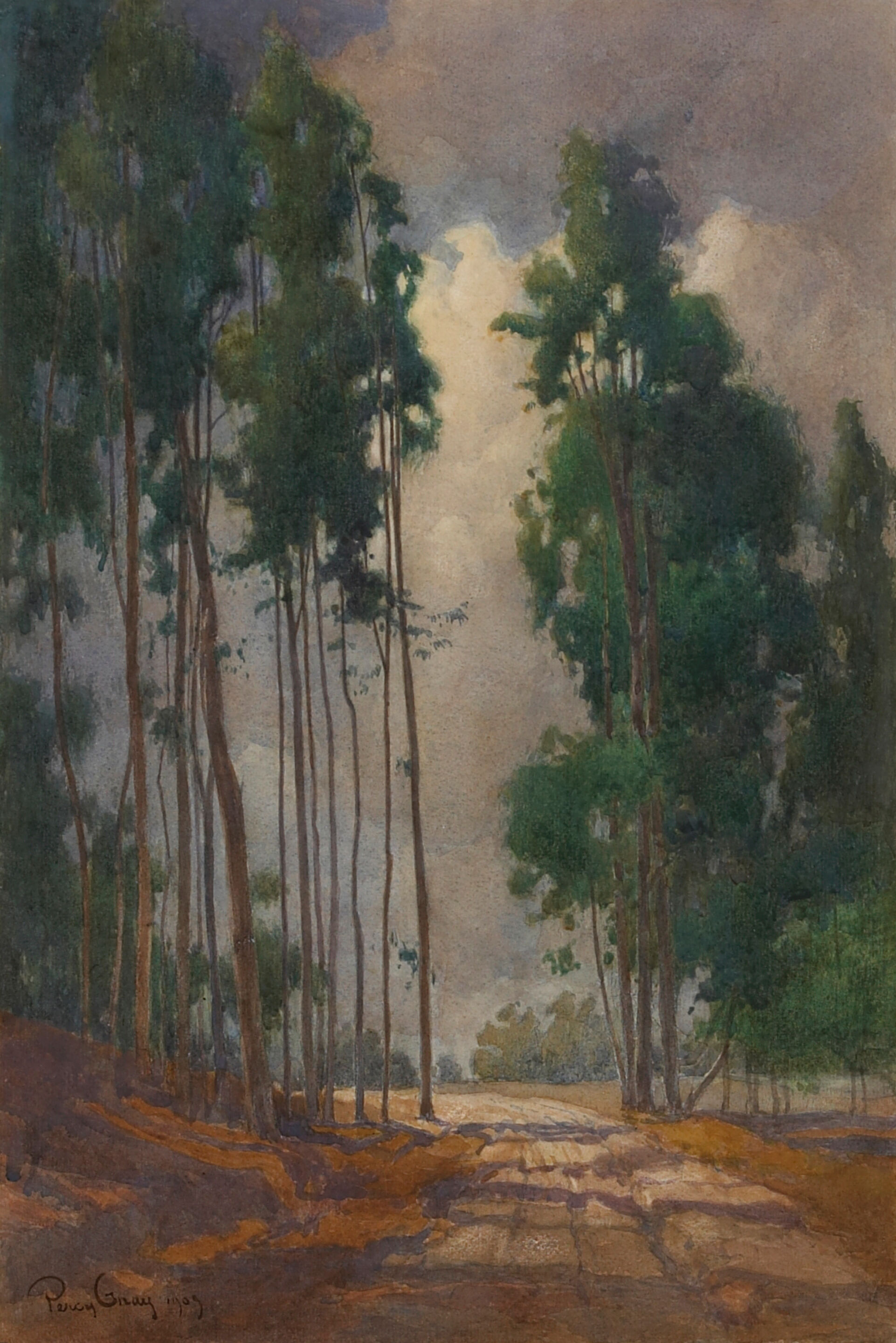 Path Through The Eucalyptus