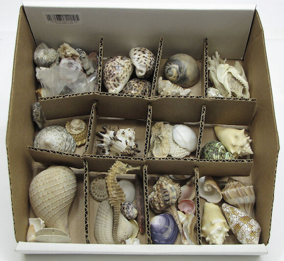 Bonhams : A grouping of sea shells