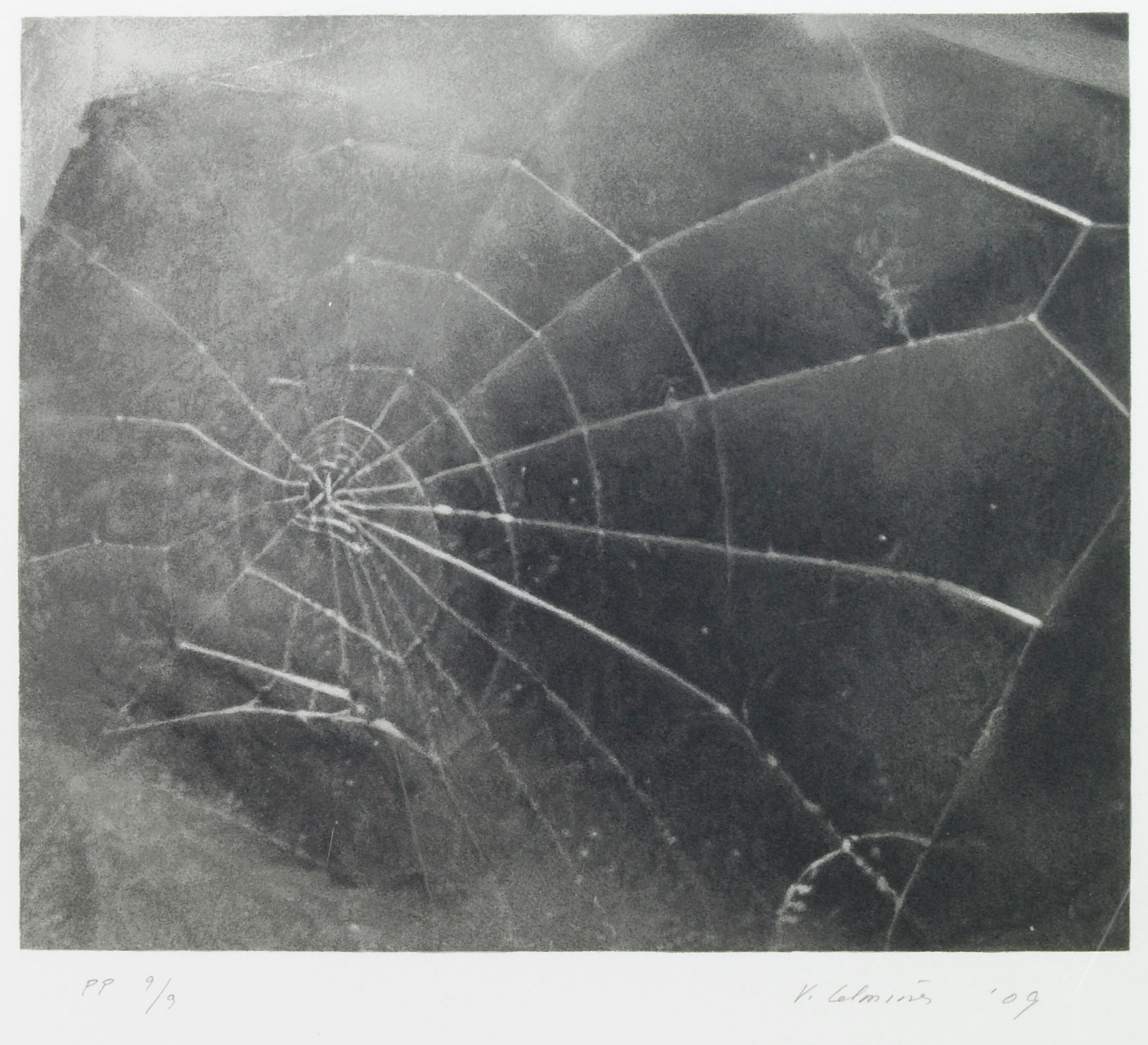 Spider Web
