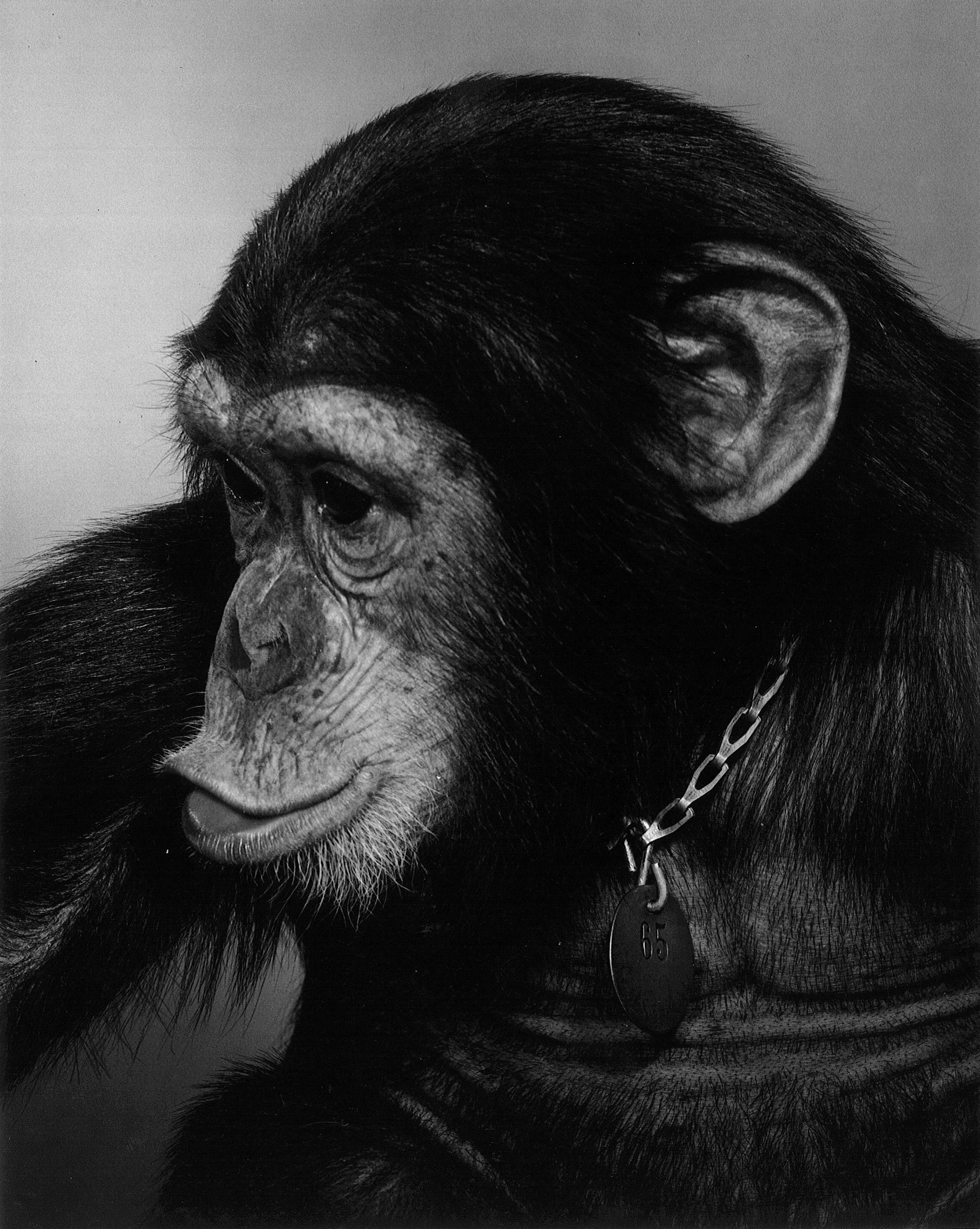 Bonhams HAM THE SPACE CHIMP'S FLOWN NECKTAG.