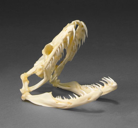Bonhams : Huge Python Skull