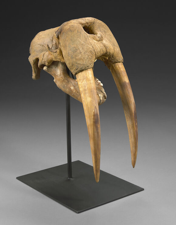 Bonhams Alaskan Fossil Walrus Skull Bonhams Alaskan Fossil Walrus Skull
