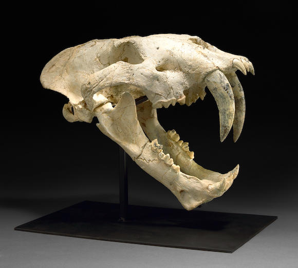 Bonhams : Extraordinary Saber-toothed Cat Skull