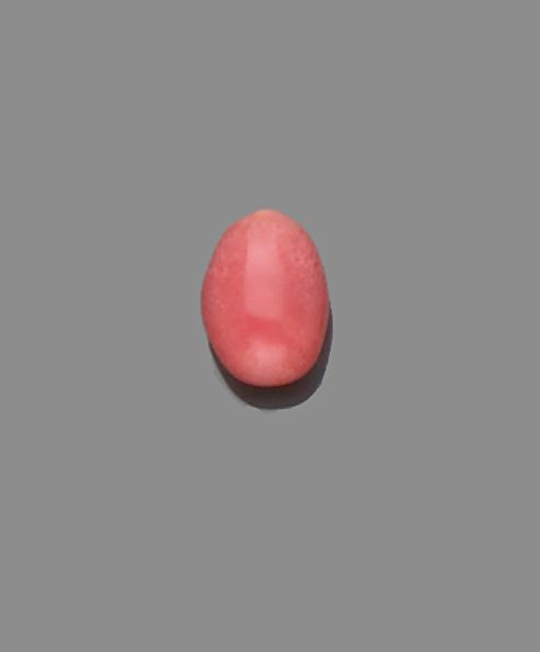 Exceptional Conch Pearl