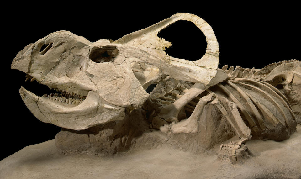 protoceratops skeleton