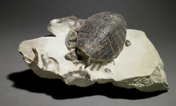 Eocene Turtle Shell Bonhams : Eocene Turtle