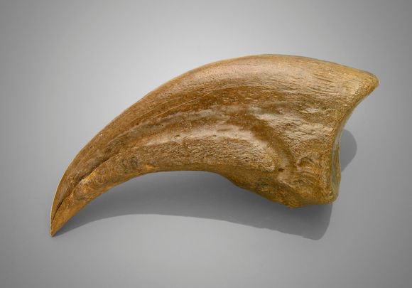 Bonhams : Very Large Foot Claw of an Undescribed Dinosaur Species