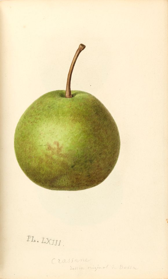 Bonhams NOISETTE, LOUIS CLAUDE. 17721849. Le jardin fruitier