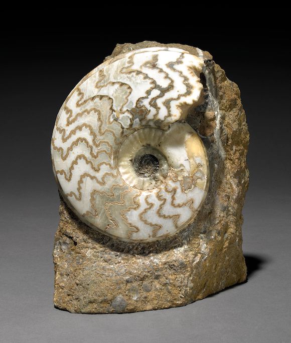 Bonhams Decorative Scunthorpe Ammonite