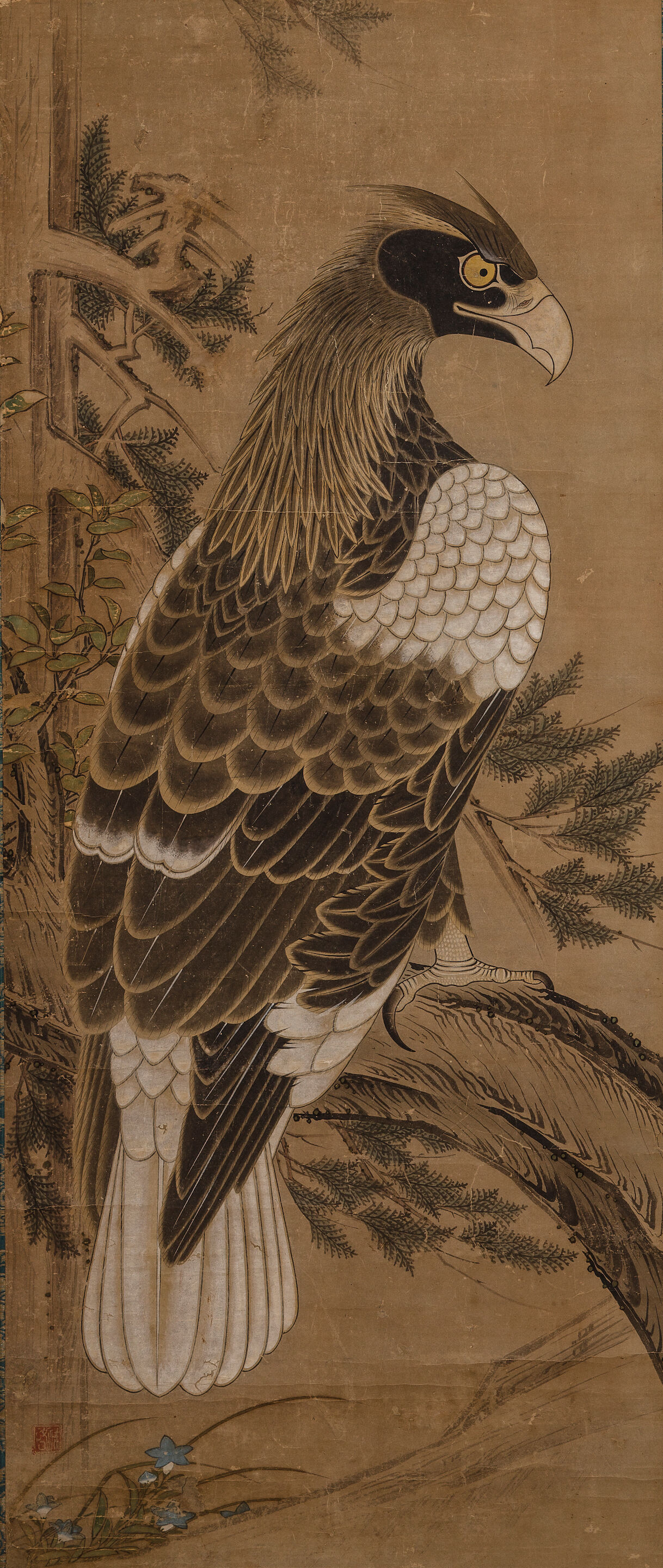 Hawk in a Tree