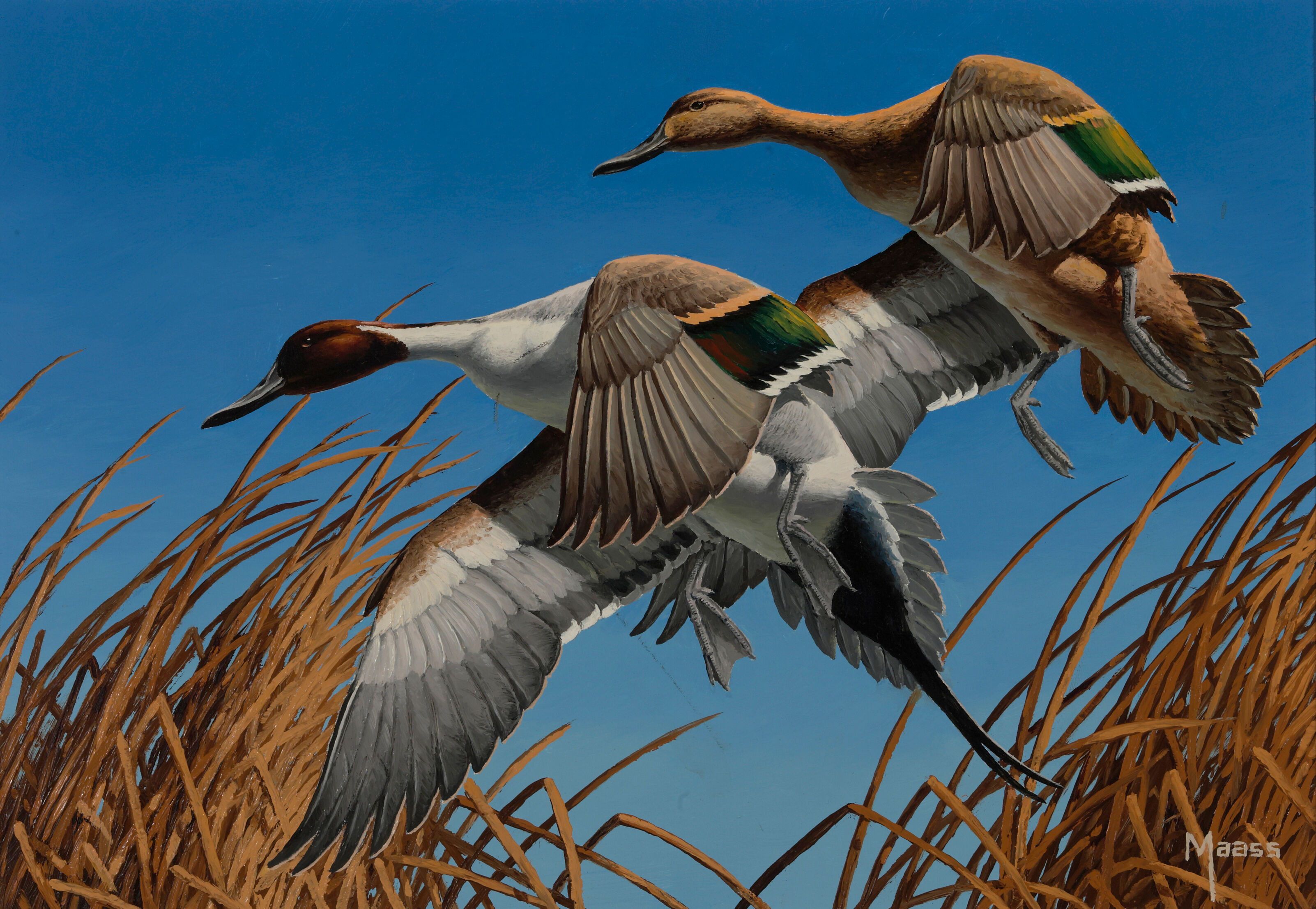 Pintails