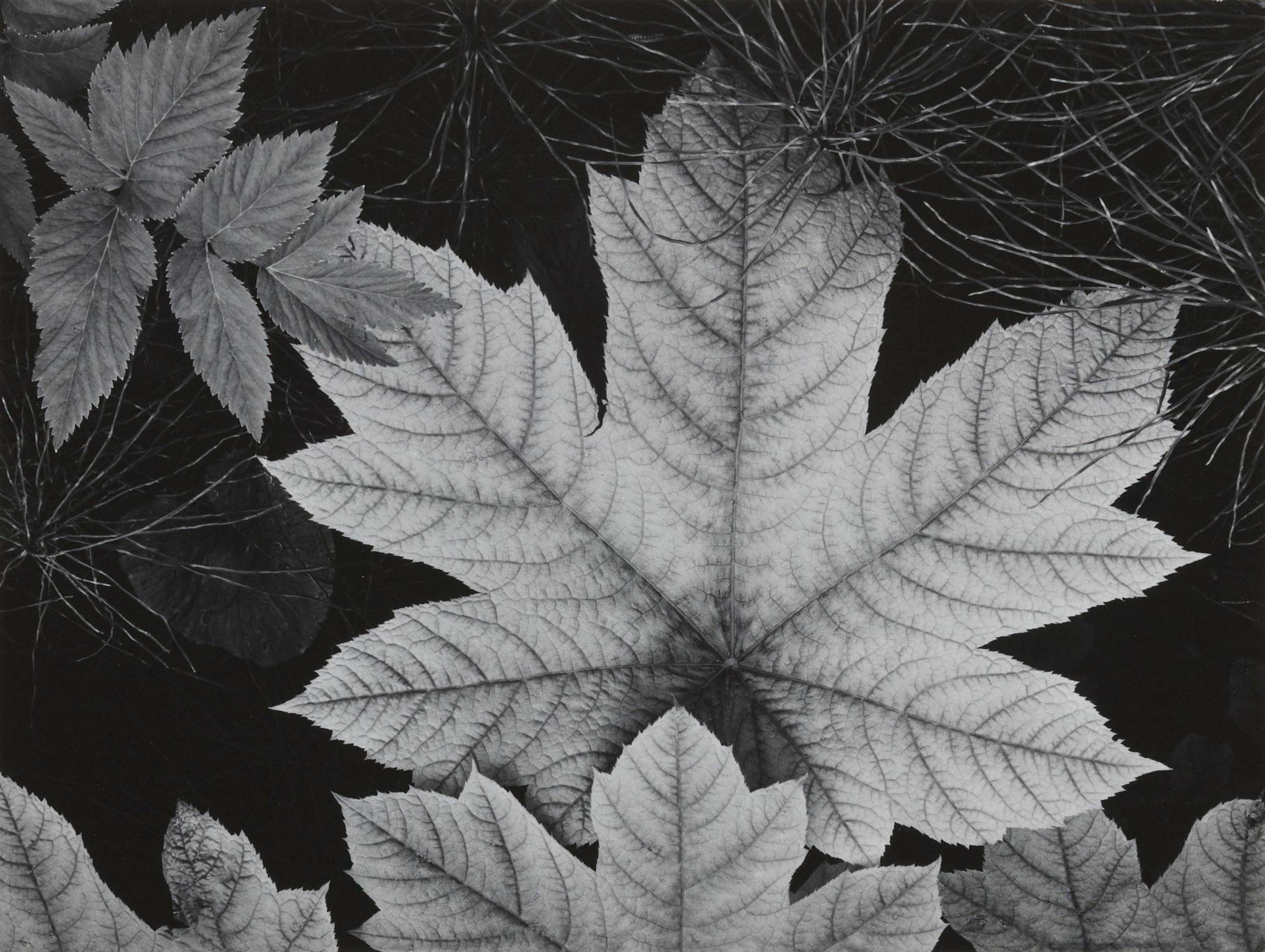 Leaf, Glacier Bay National Monument