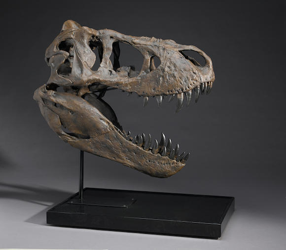 Bonhams : Tyrannosaurus rex Skull - Research Quality Cast Replica