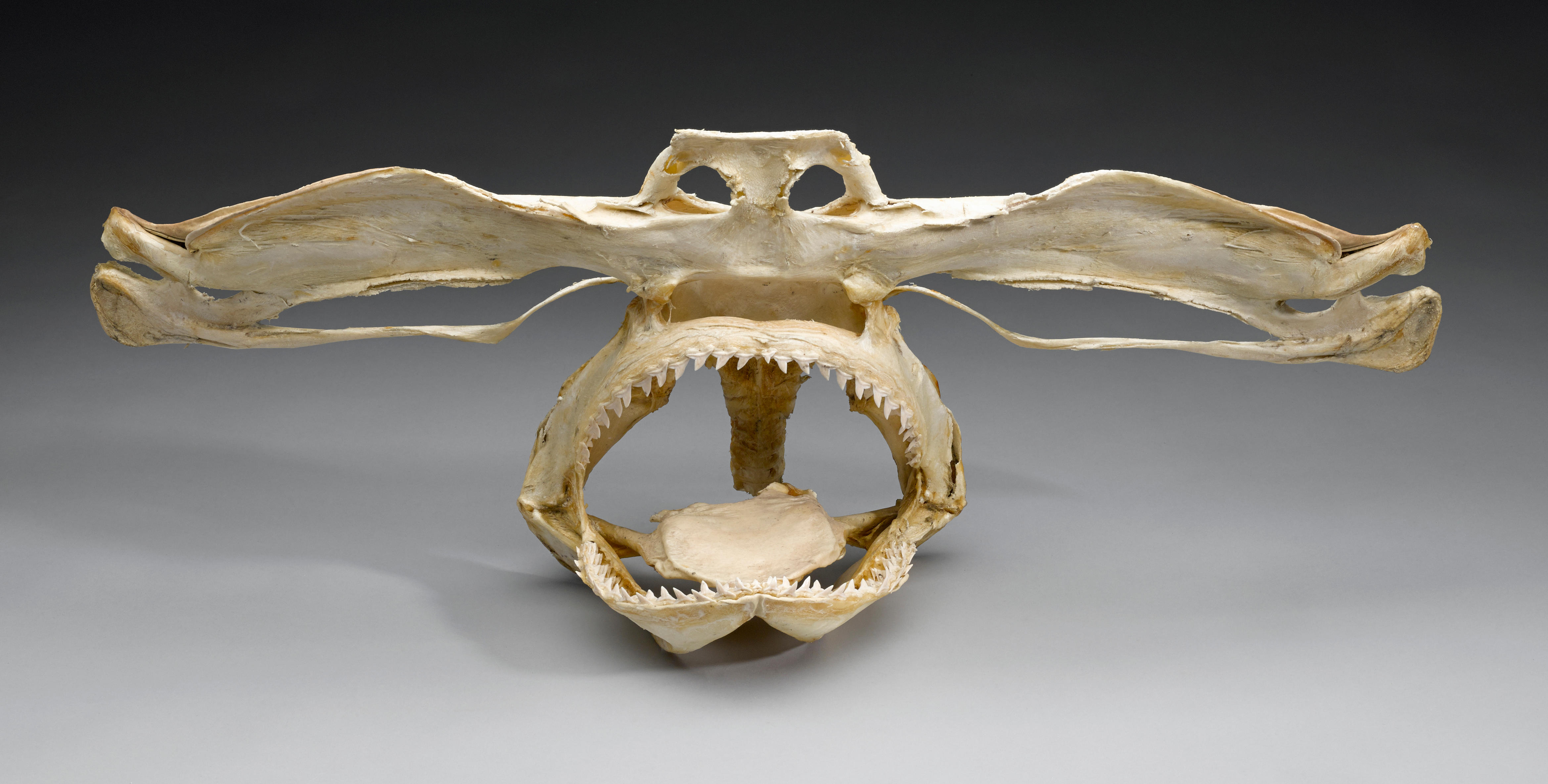 hammerhead shark jaw