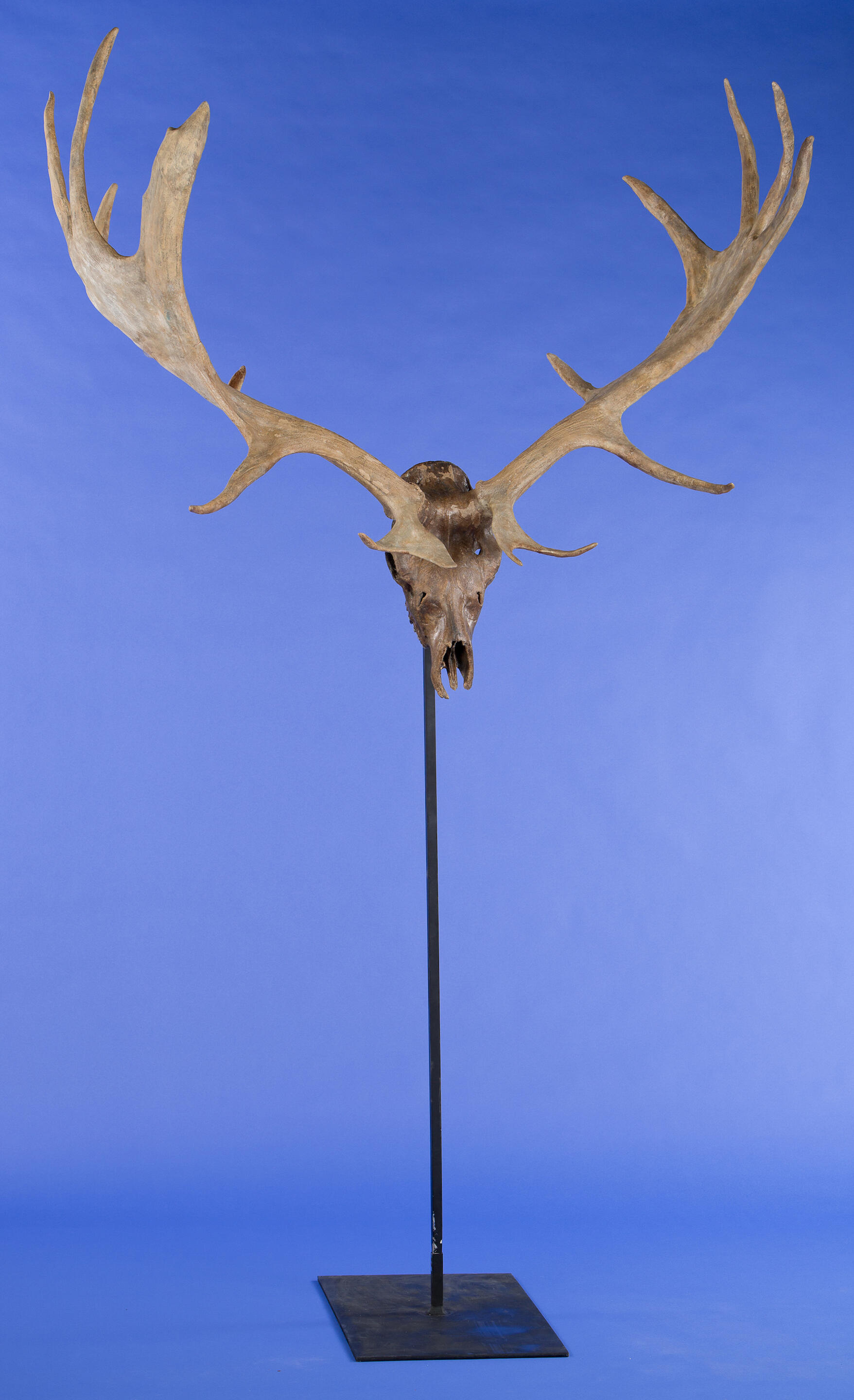 irish elk horns