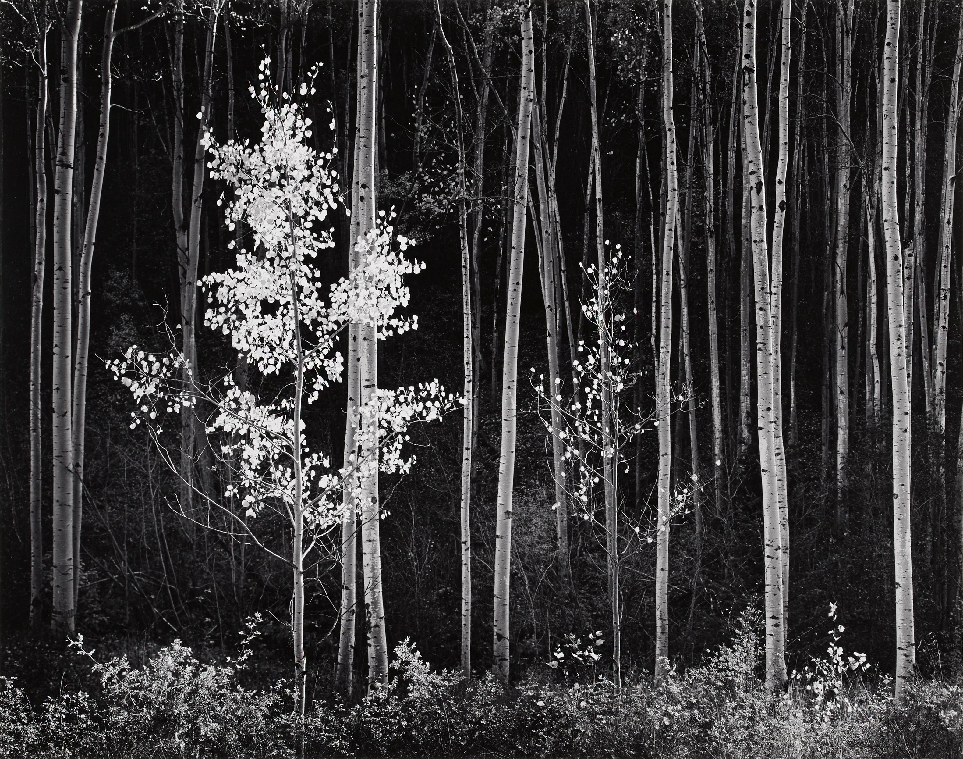 Aspens, Northern New Mexico