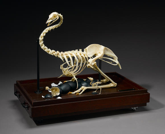 Bonhams : Emu Skeleton on Nest with Chicks