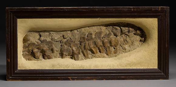 Bonhams : Mosasaur Tail signed C.H Sternberg