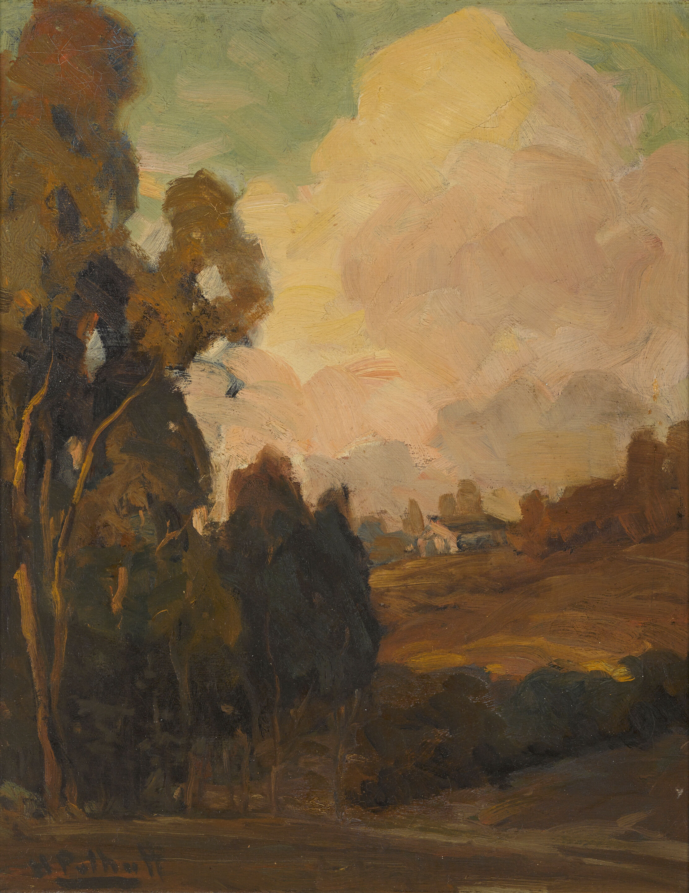 Eucalyptus at Sunset