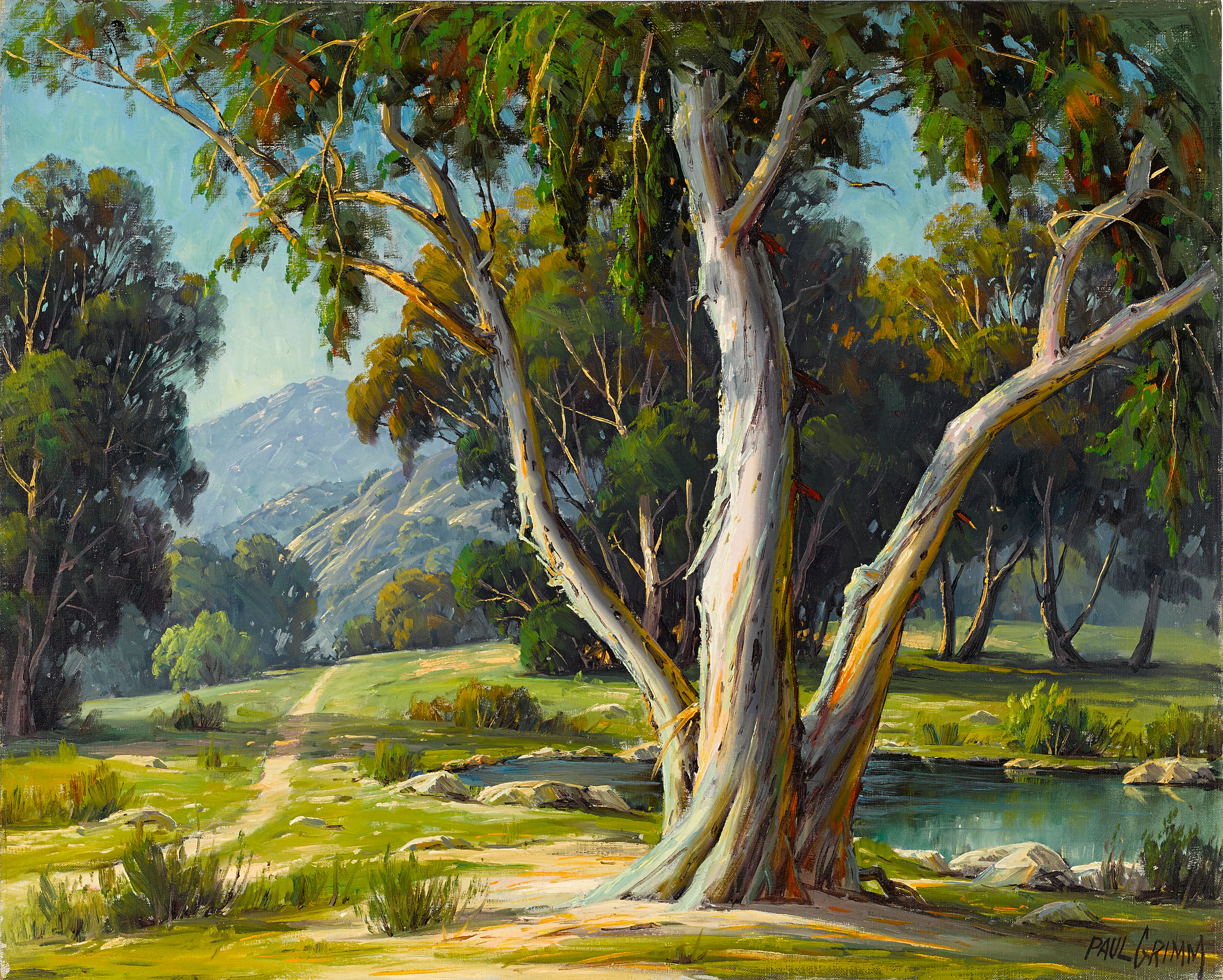 Eucalyptus Tree