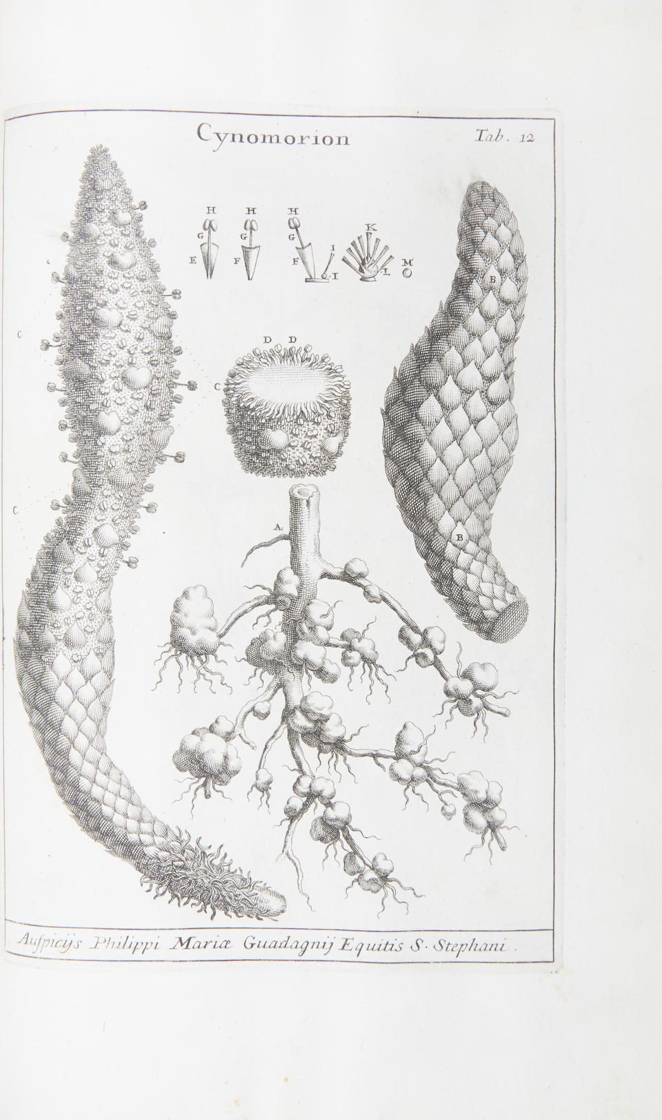 Bonhams : MICHELI, PIER ANTONIO. 1679-1737. Nova Plantarum genera juxta ...