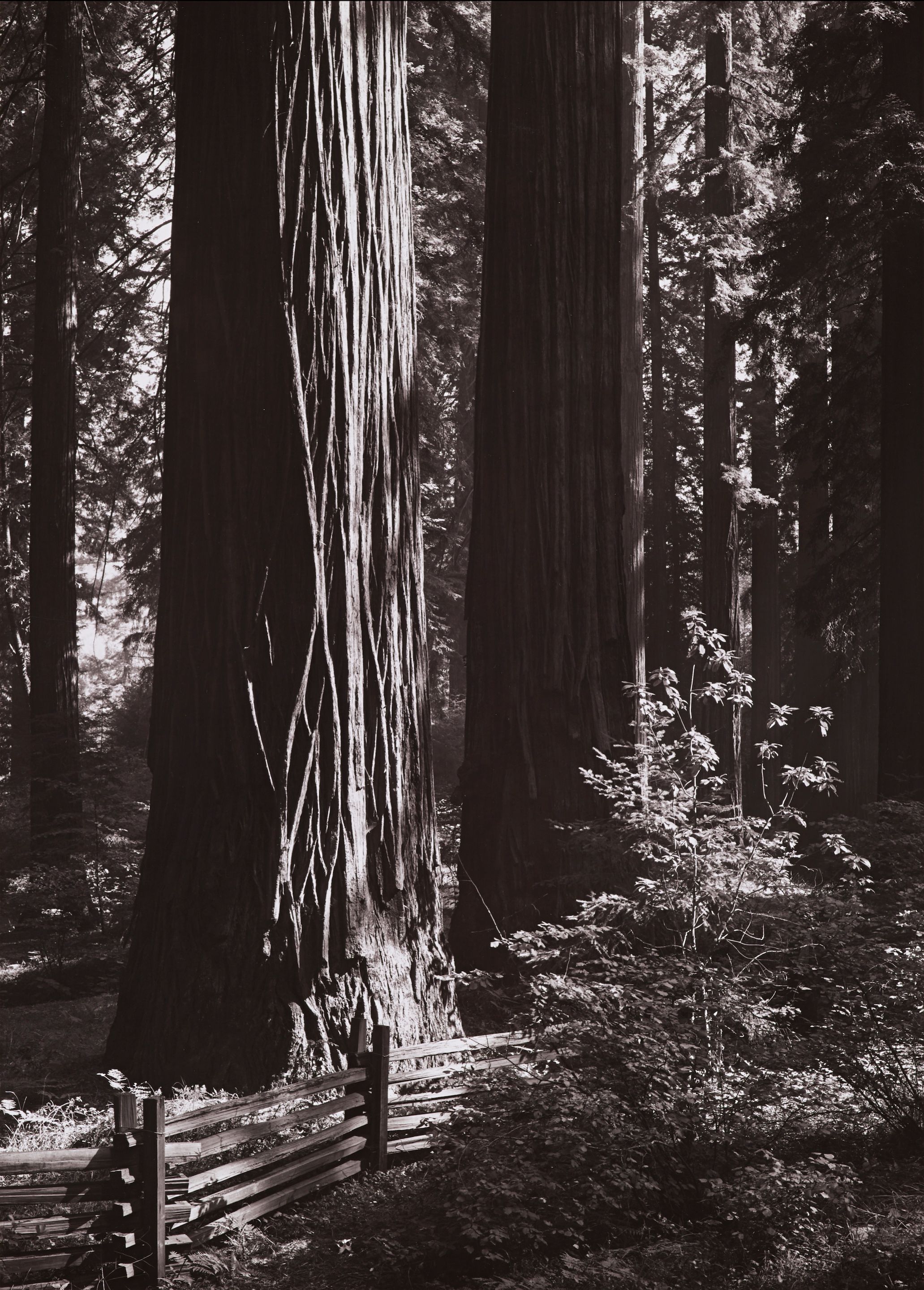 Redwoods, Richardson Grove, California