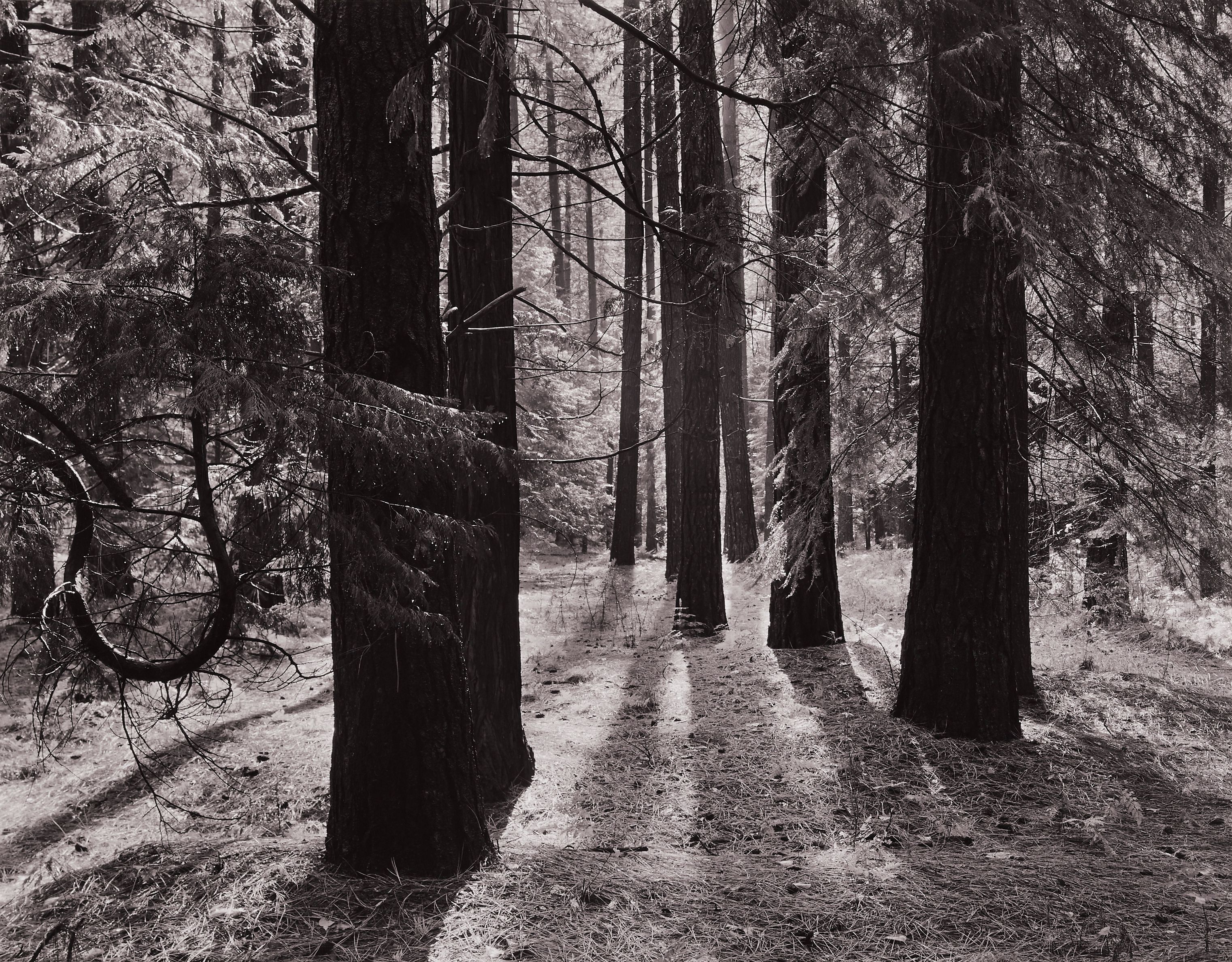 Forest Floor, Yosemite Valley, California