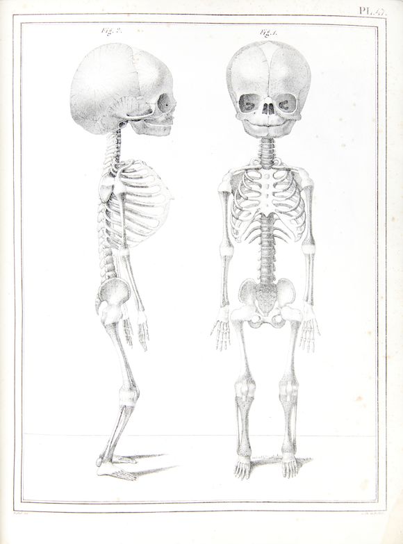 Bonhams CLOQUET, JULES GERMAIN. 17901883. Manuel d'anatomie