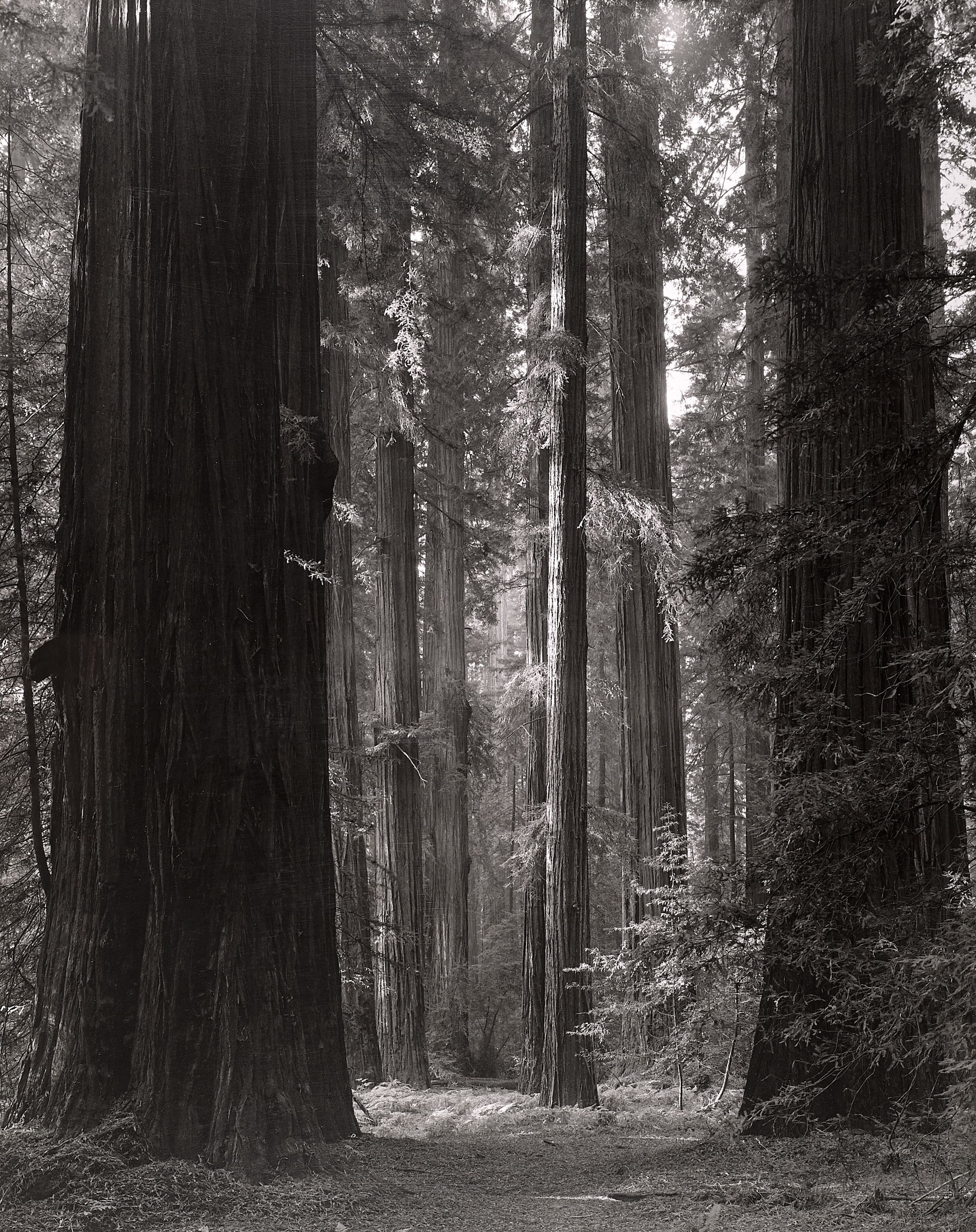 Redwood Grove, Northern California
