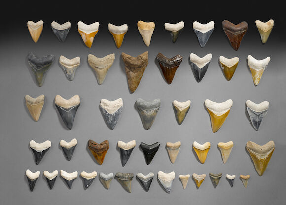Bonhams : Collection of Megalodon Shark Teeth
