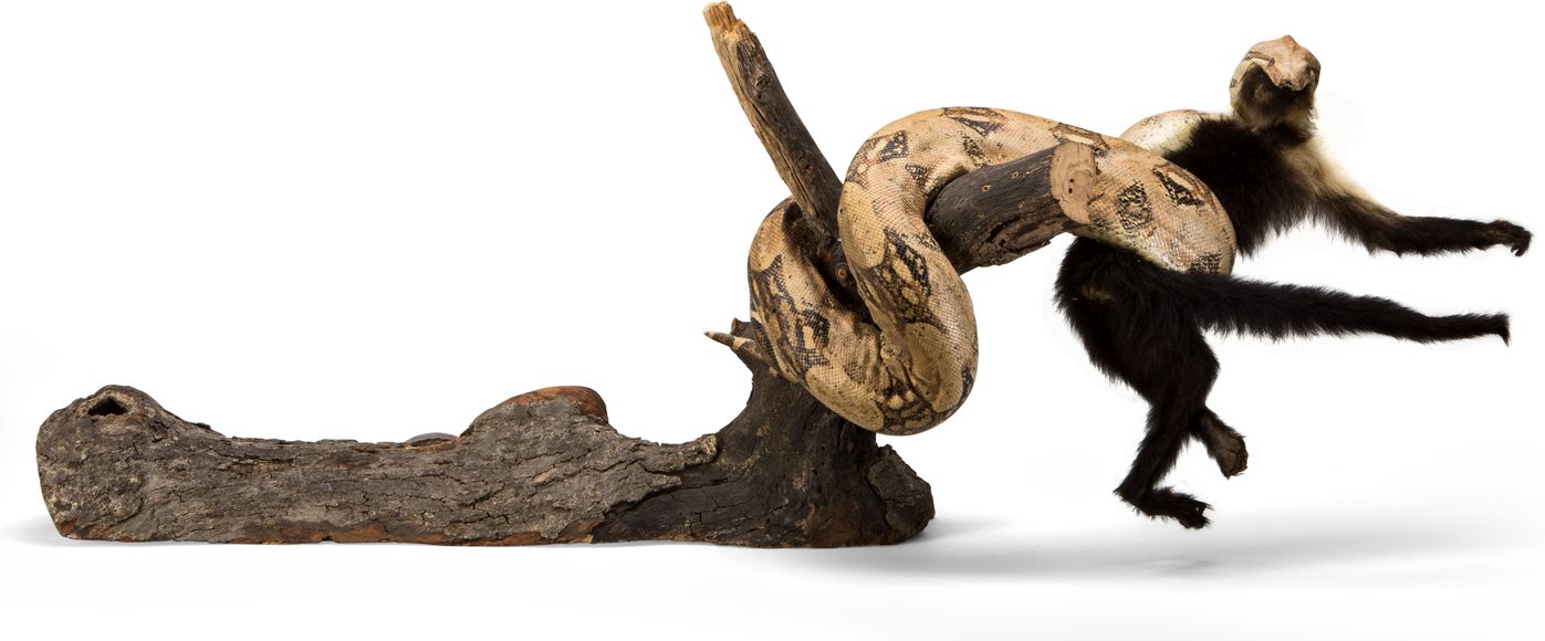 Bonhams : Taxidermy Python Swallowing a Monkey