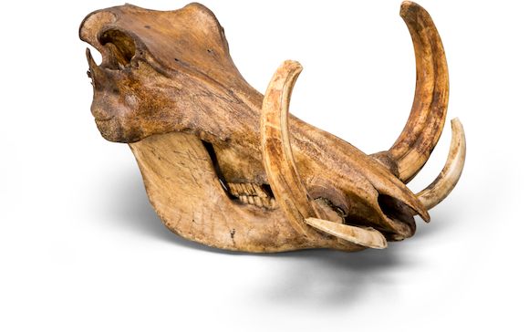 Bonhams : Warthog Skull and Taxidermy Coyote