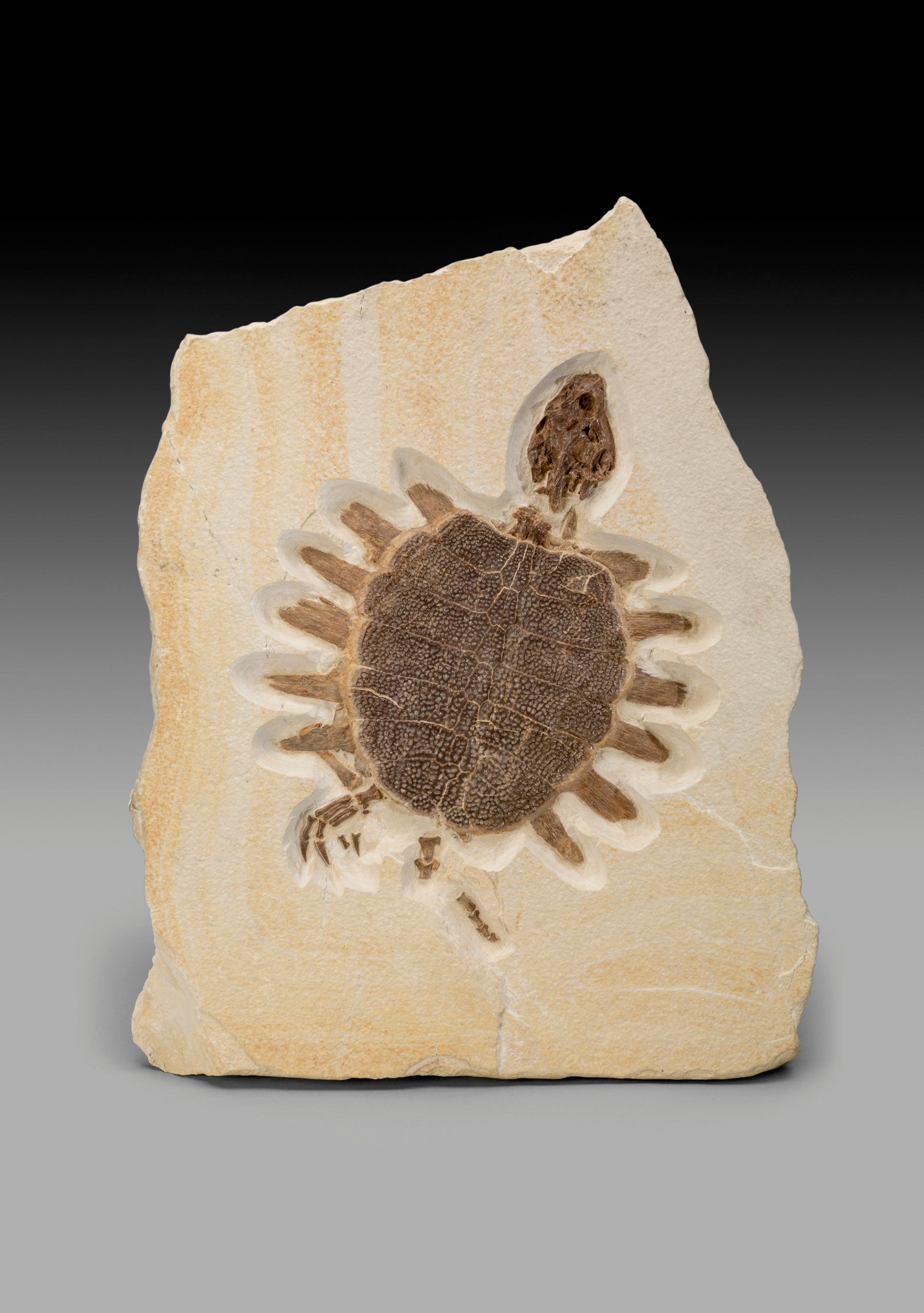 Eocene Fossil Turtle