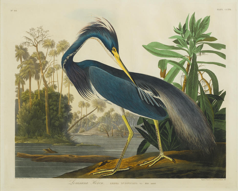 After John James  Audubon (1785-1851); Louisiana Heron (Pl. CCXVII);