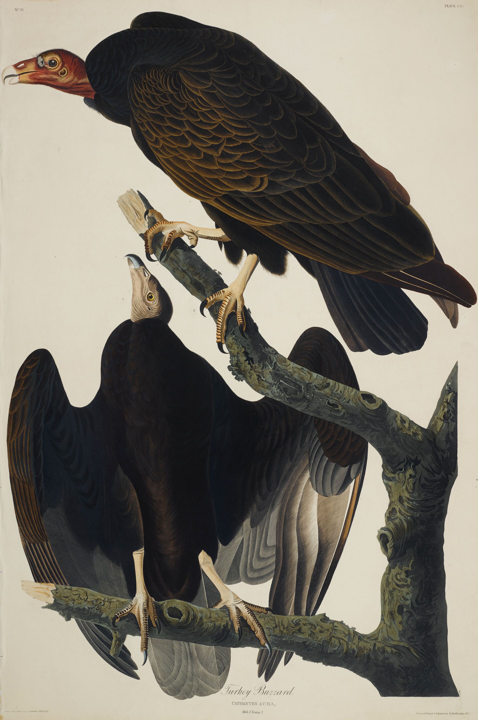Turkey Buzzard (Pl. CLI)