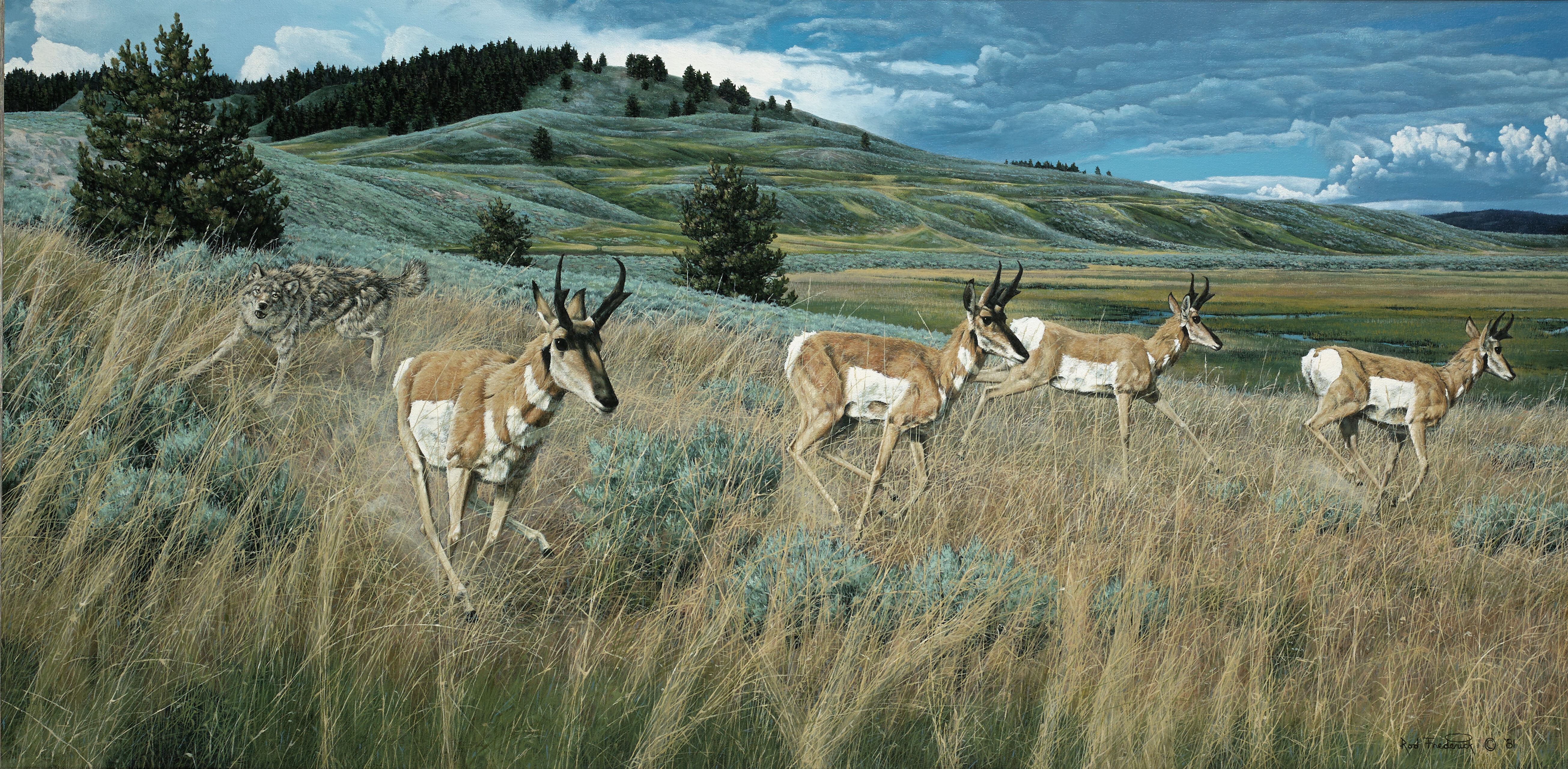 Wolf and Pronghorn