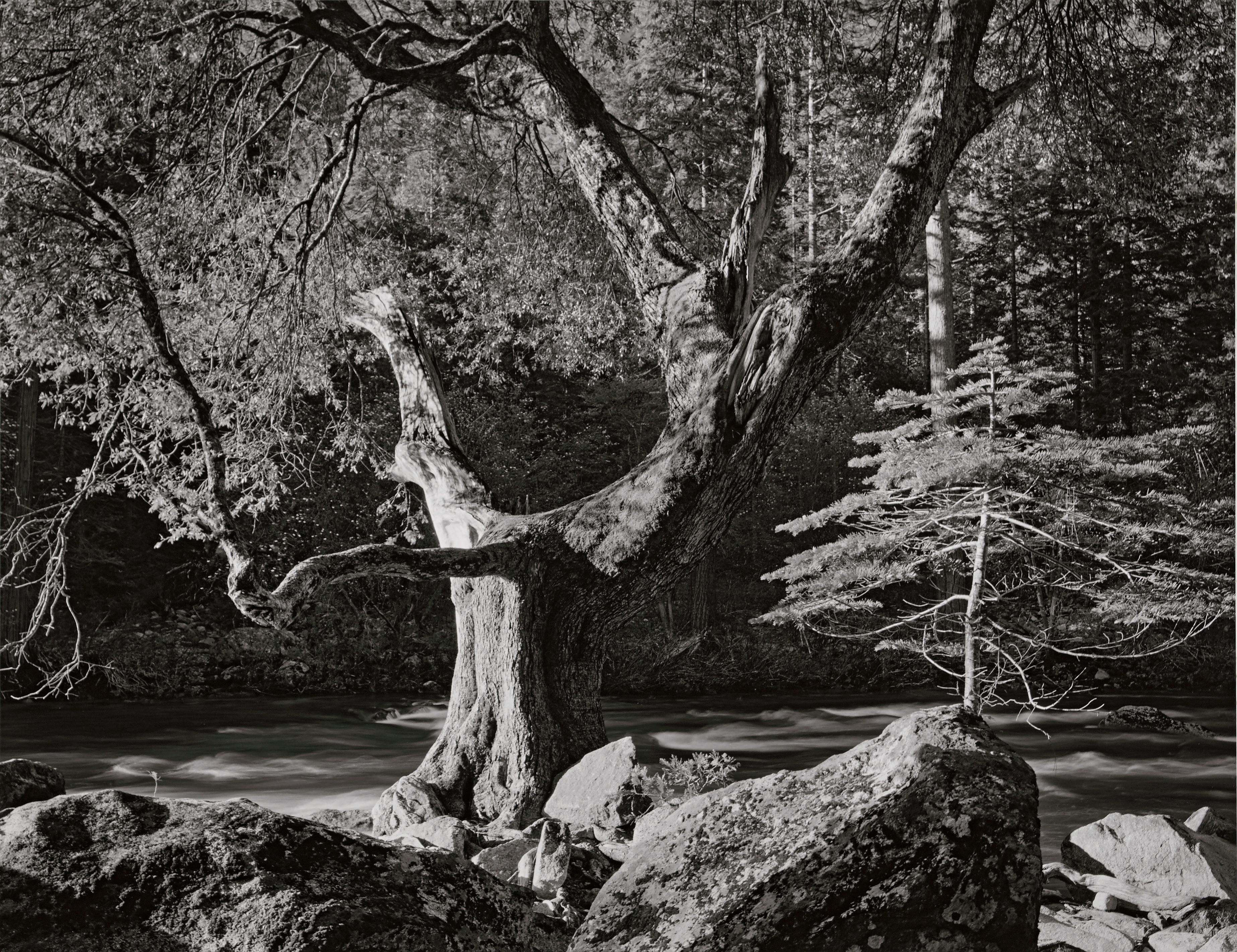 Morning, Merced River Canyon, Yosemite National Park