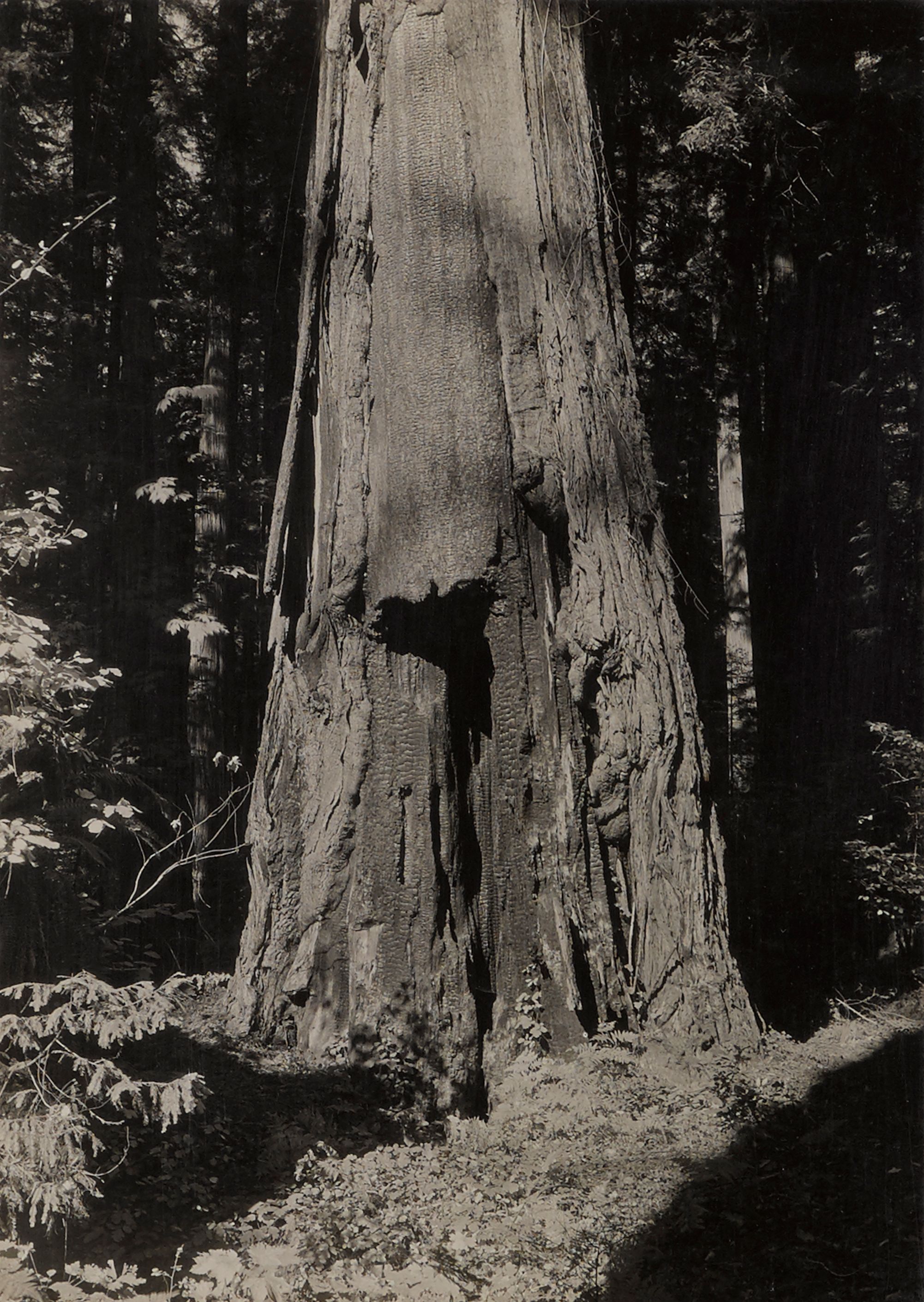 Calaveras Grove