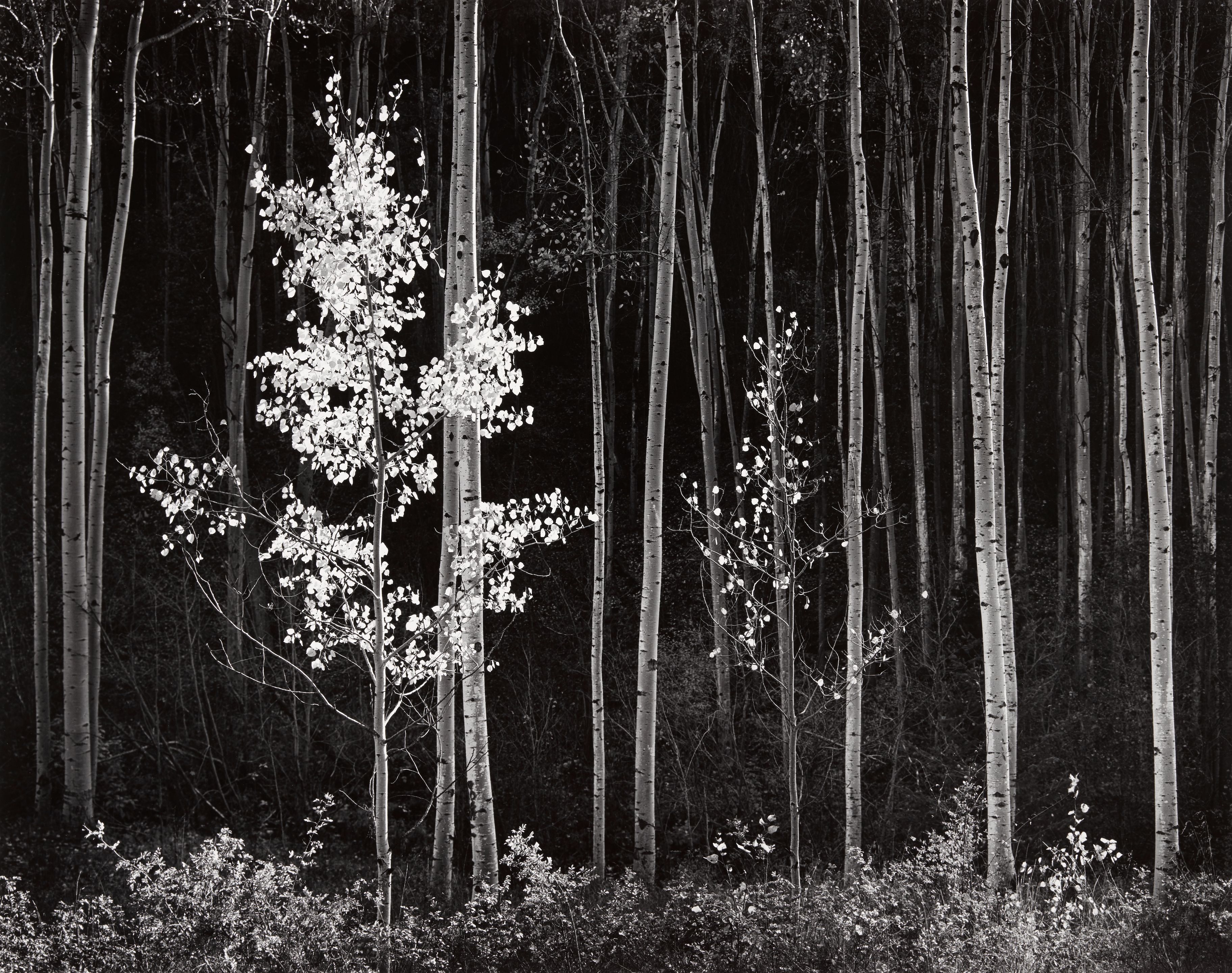 Aspens, Northern New Mexico, from 'Portfolio VII'