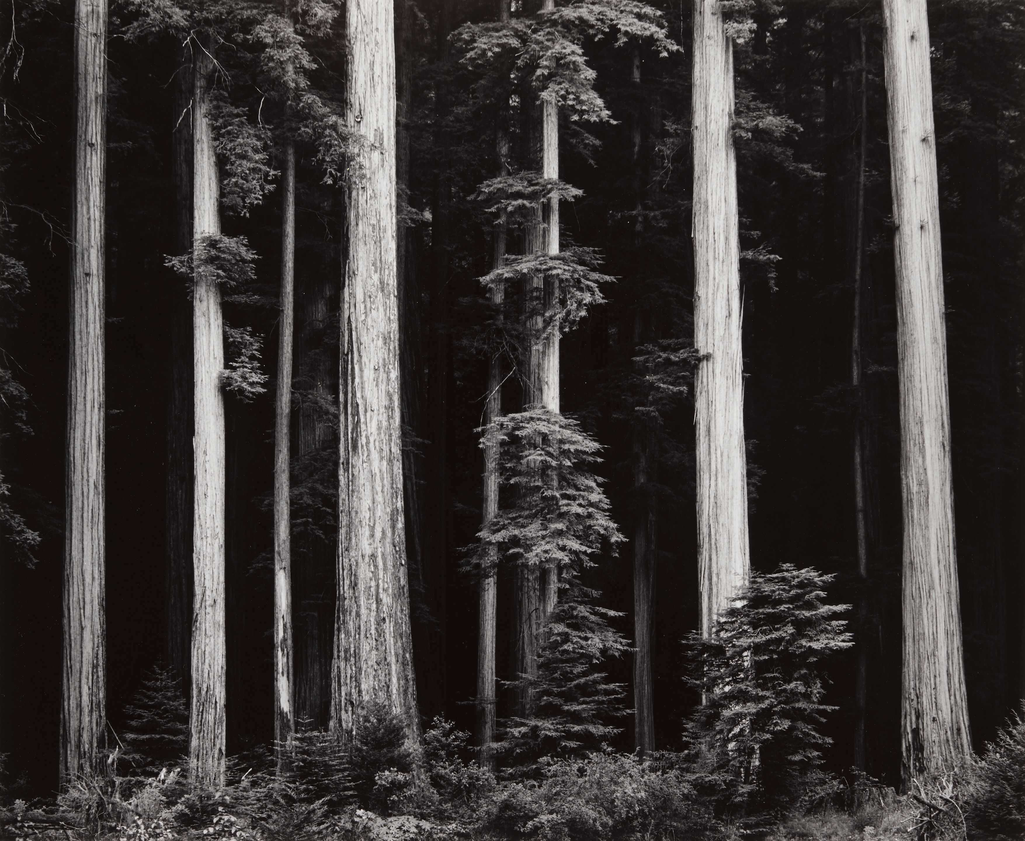 Northern California Coast Redwoods, from 'Portfolio IV'