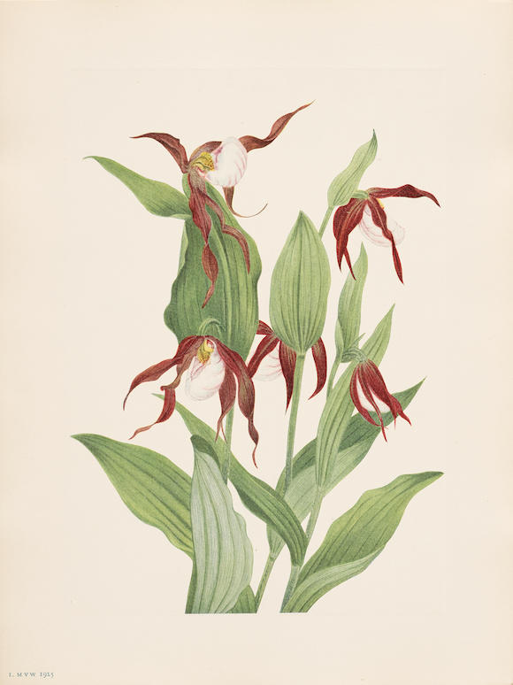 Bonhams : WALCOTT, MARY VAUX. 1860-1940. North American Wild Flowers ...