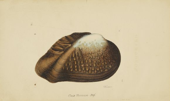 Constantine Shell Bonhams : RAFINESQUE, CONSTANTINE SAMUEL. 1783-1840. A Monograph of the ...