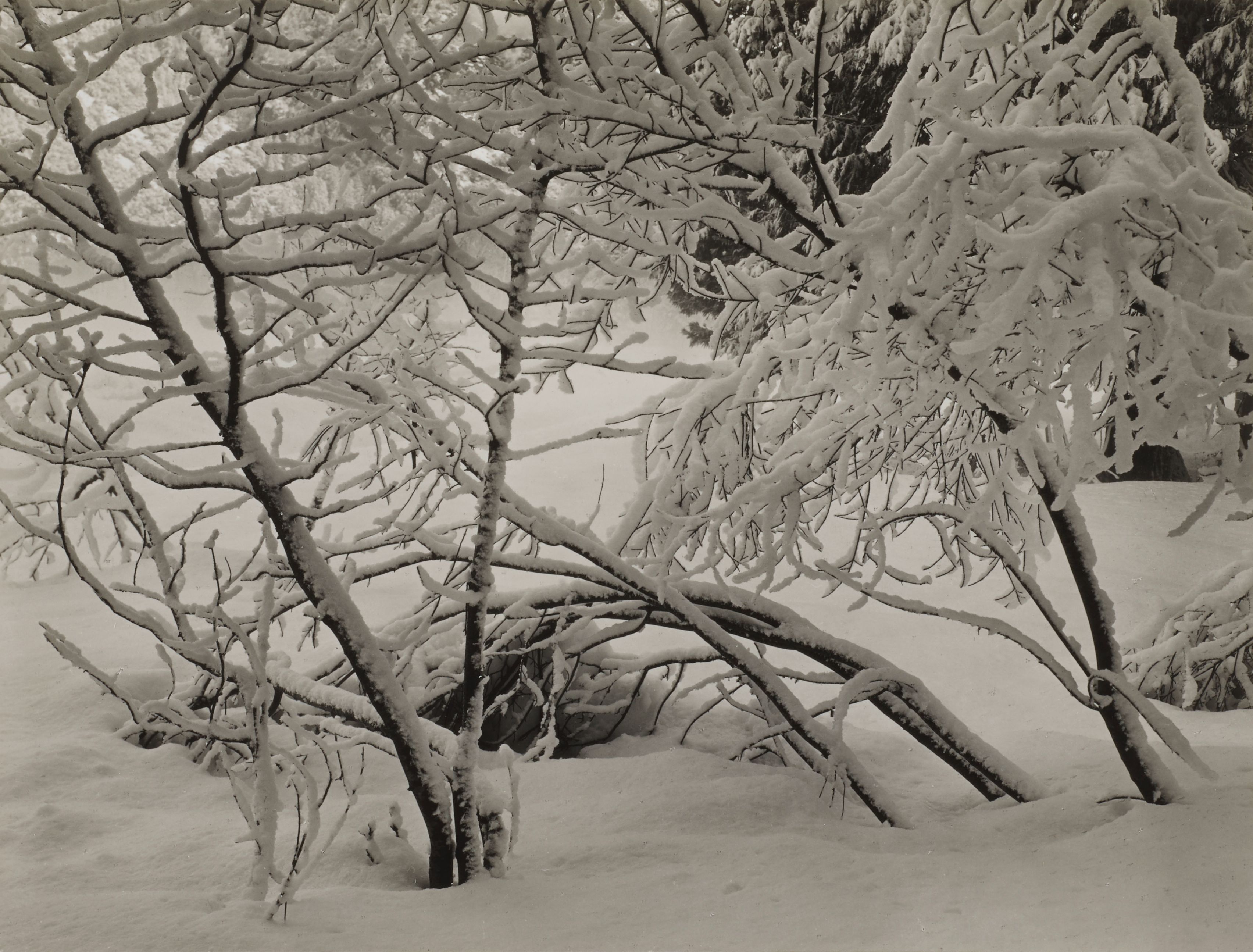 Winter, Yosemite
